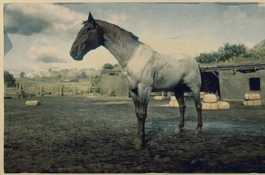 Chocolate Roan Dutch Warmblood