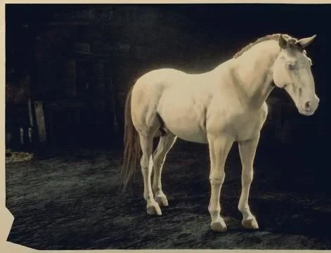 Cremello Kladruber