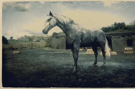 Dapple Dark Grey Hungarian Halfbred