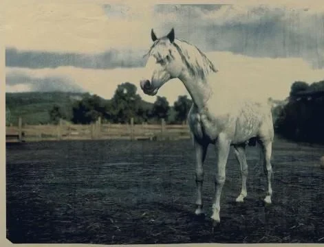 Dapple Grey Missouri Fox Trotter