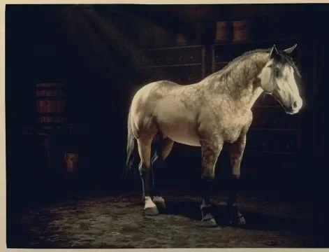 Dappled Buckskin Norfolk Roadster
