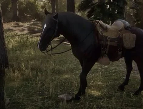 Dark Bay Andalusian