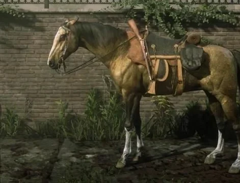 Gold Turkoman