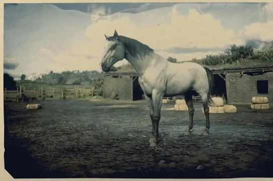 Grey Kentucky Saddler