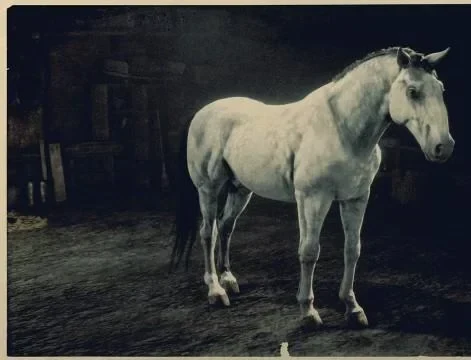 Grey Kladruber