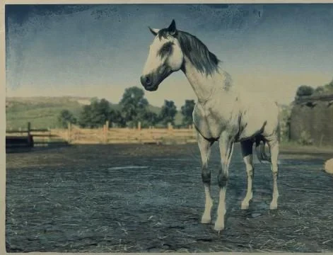 Grey Turkoman