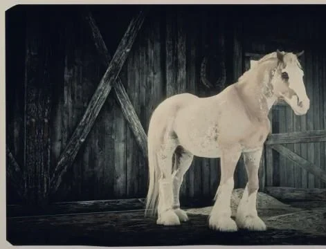 Palomino Blagdon Gypsy Cob