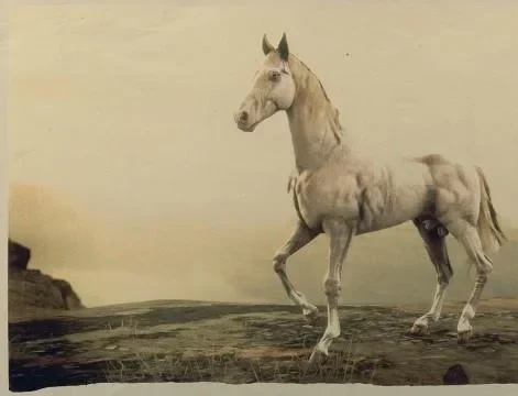 Perlino Turkoman