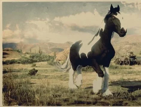 Piebald Gypsy Cob