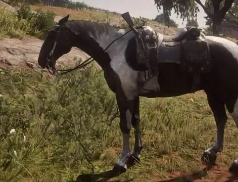 Piebald Tobiano Hungarian Halfbred