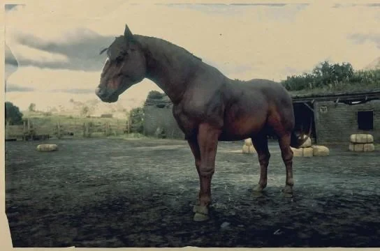 Red Chestnut Suffolk Punch