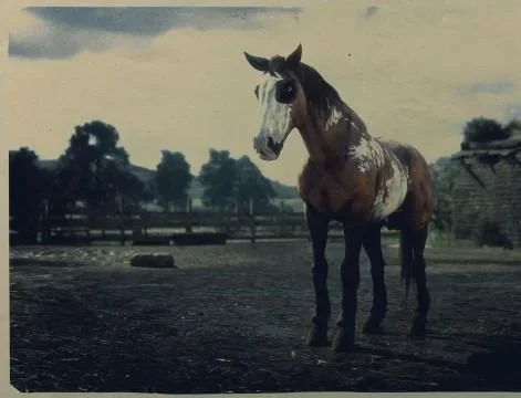 Red Dun Overo Mustang