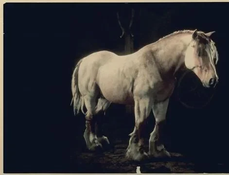 Red Roan Breton