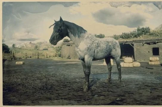 Reverse Dapple Roan Nokota