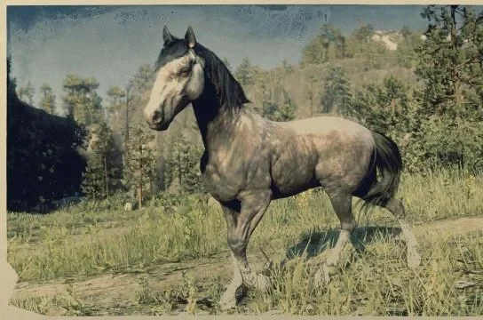 Rose Grey Andalusian