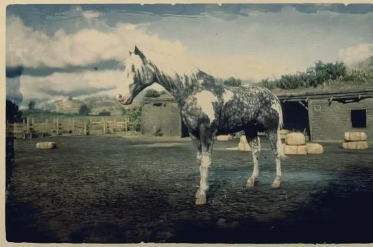 Silver Dapple Pinto Missouri Fox Trotter