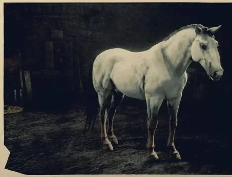 Silver Kladruber