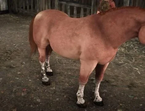 Sorrel Suffolk Punch