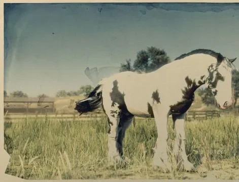 Splashed Piebald Gypsy Cob