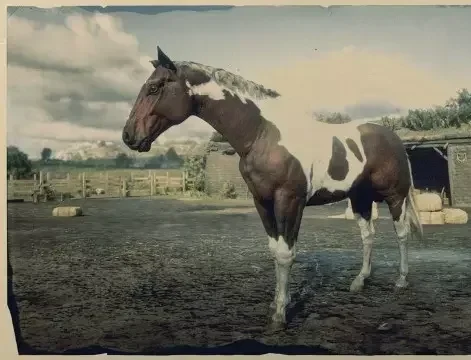 Tobiano American Paint
