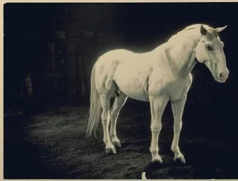 White Kladruber
