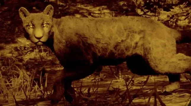 Nightwalker Panther