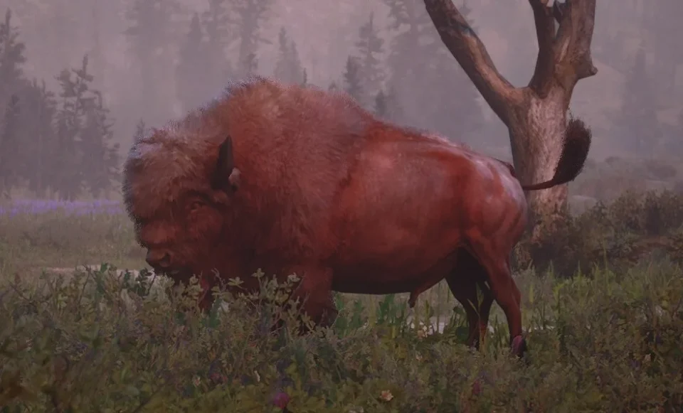 Payta Bison