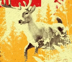 Snow Buck