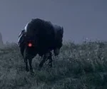 Tatanka Bison