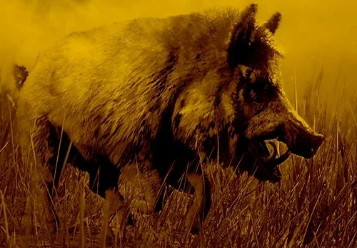Wakpa Boar