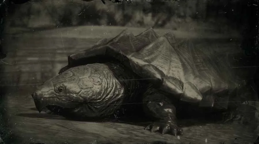 Alligator Snapping Turtle