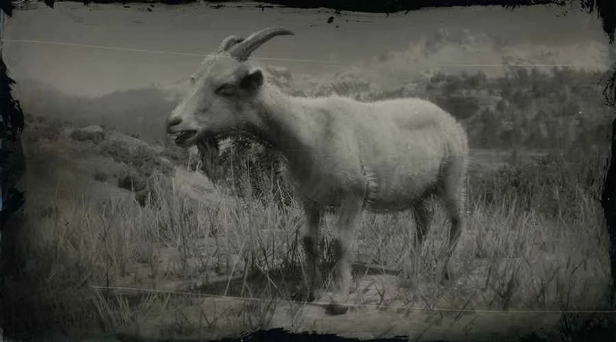 Alpine Goat