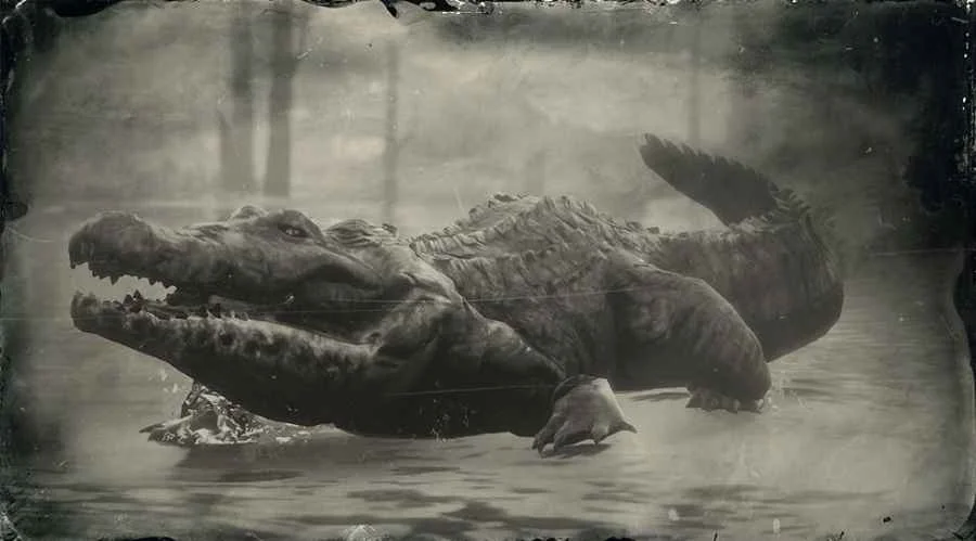 American Alligator