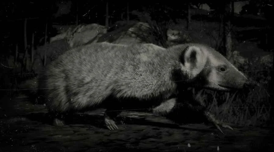 American Badger