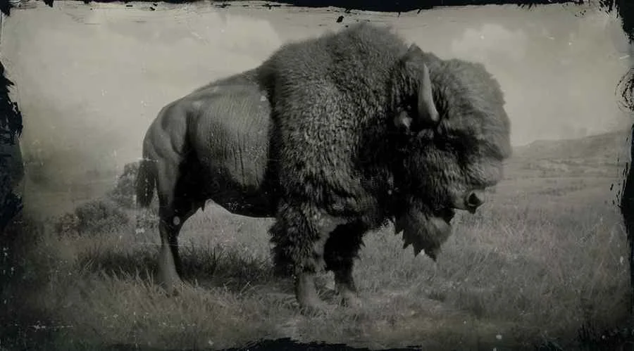 American Bison
