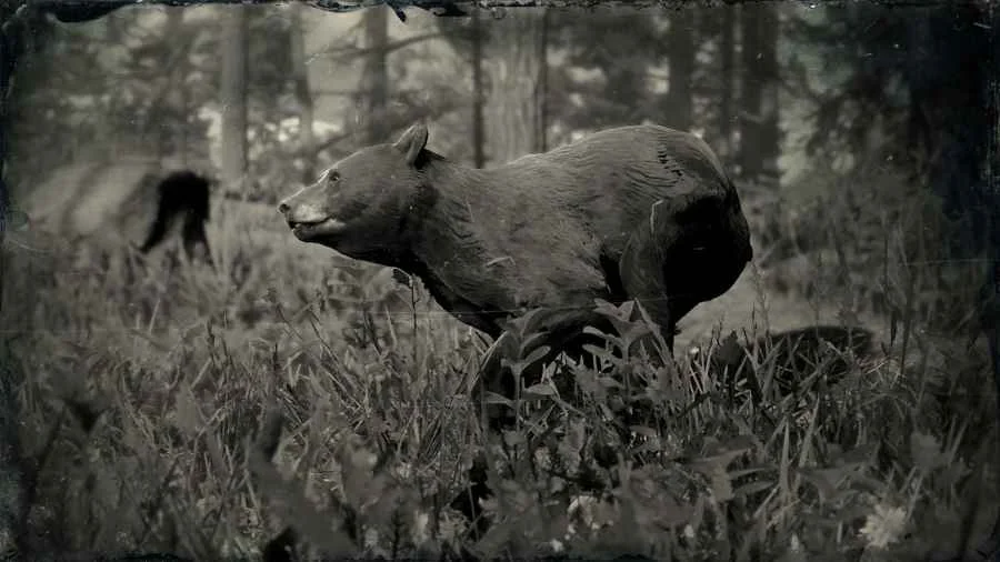 American Black Bear