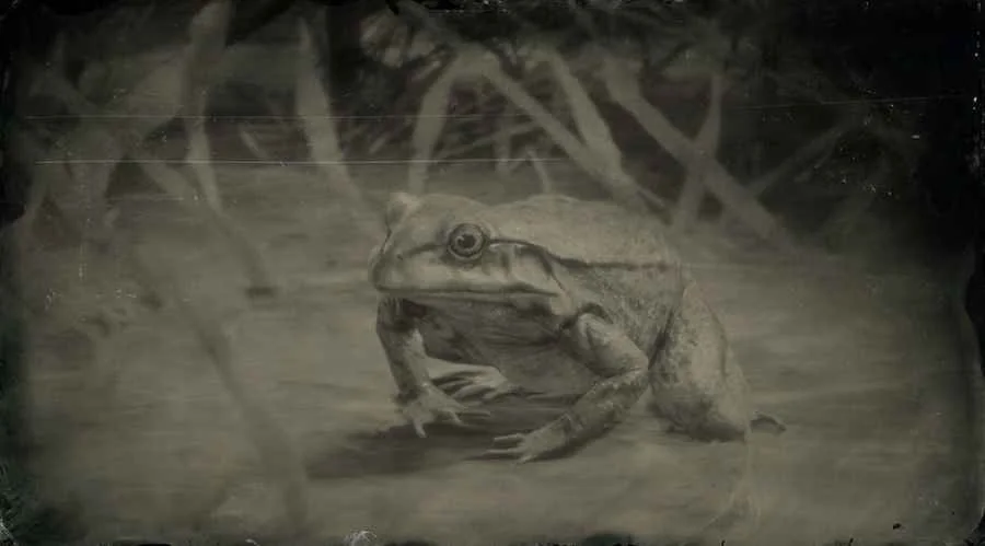 American Bullfrog