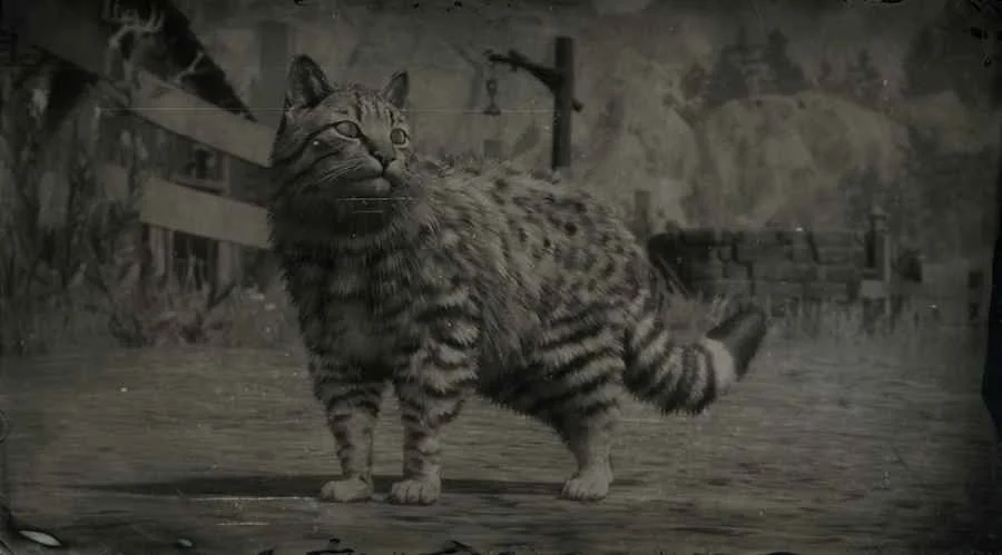 American Domestic Cat