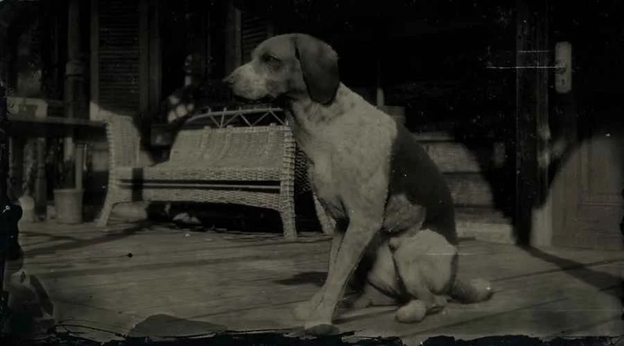 American Fox Hound