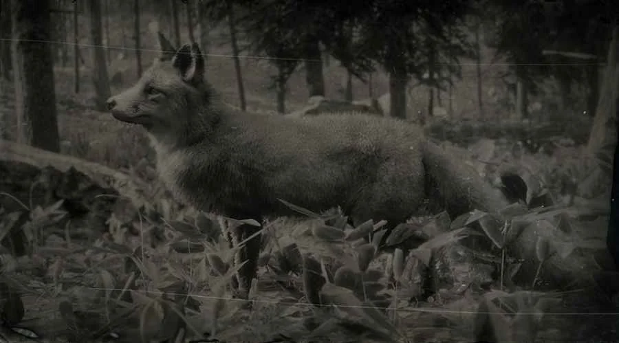 American Gray Fox