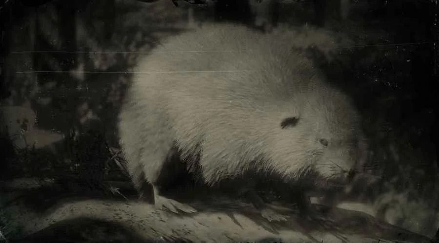 American Muskrat
