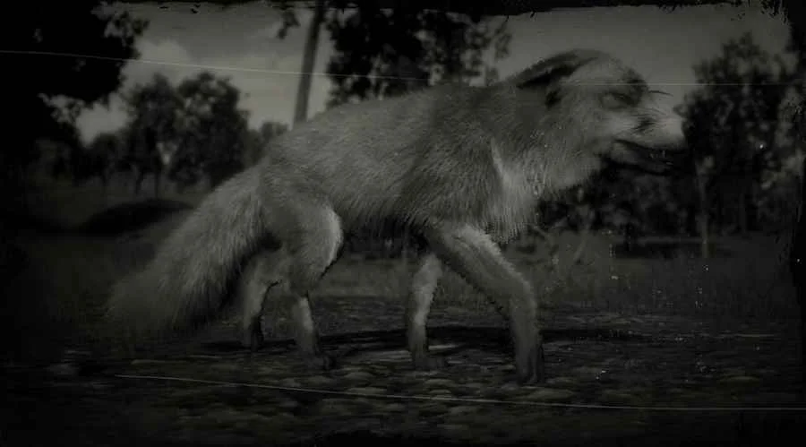 American Red Fox