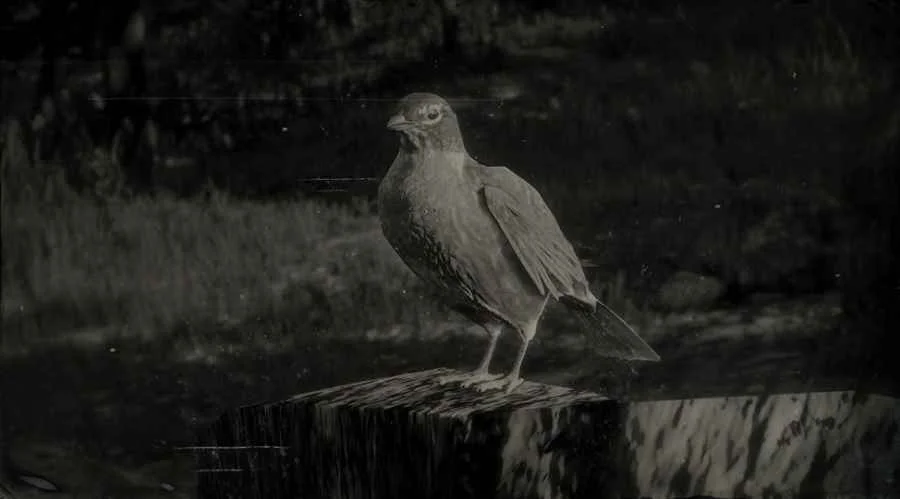 American Robin