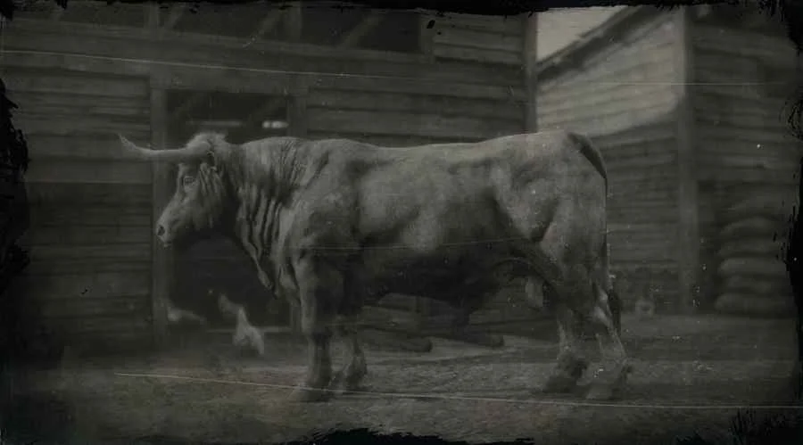 Angus Bull