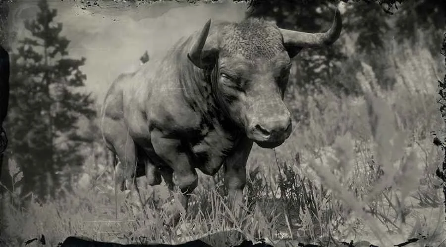 Angus Ox