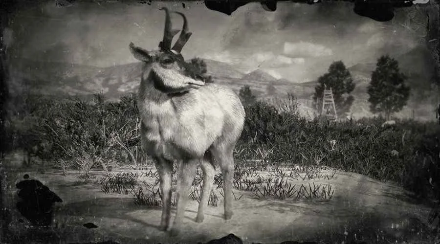 Baja California Pronghorn Buck