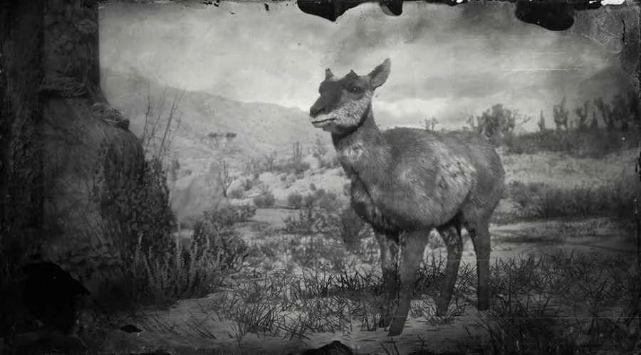 Baja California Pronghorn Doe