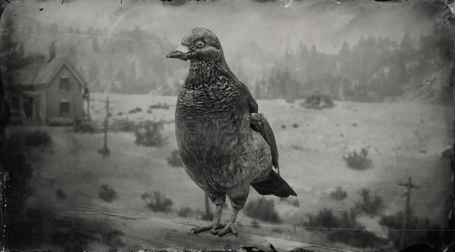 Band-tailed Pigeon