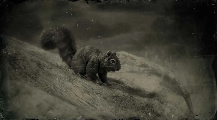 Black Squirrel