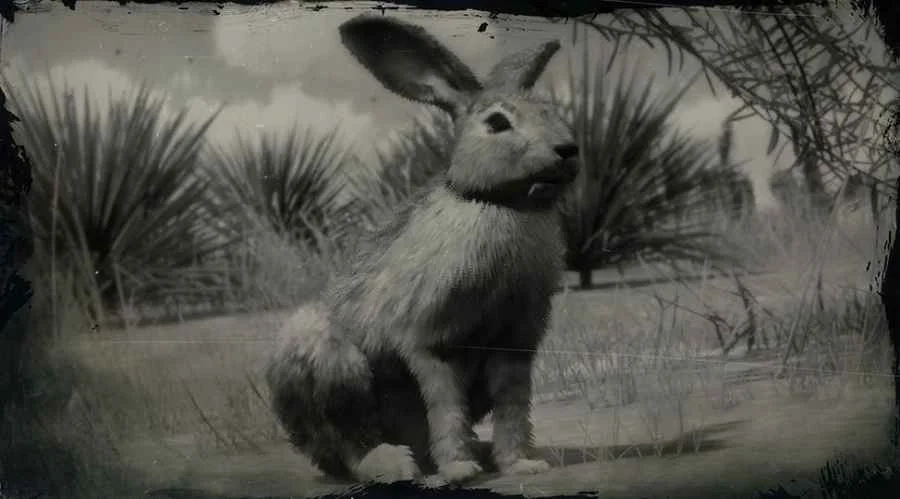 Black-tailed Jackrabbit